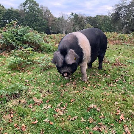 New Forest Hideaway- Self Catering Accommodation Newbridge  Экстерьер фото